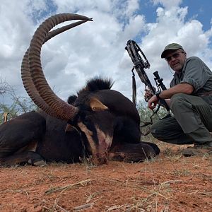 Cross Bow Hunting Sable in South Africa