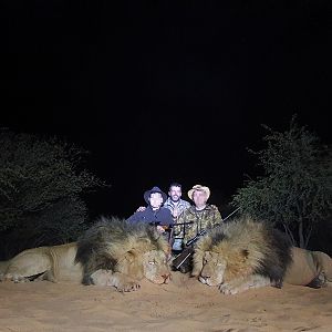 South Africa Hunting Lion