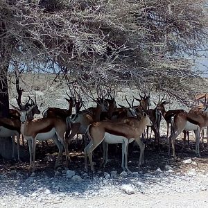 Springbok in Etosha National Park Namibia