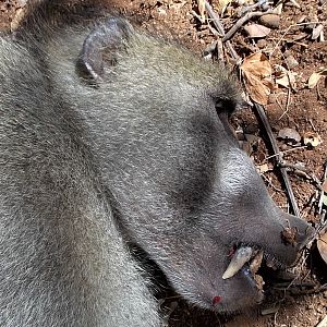 South Africa Hunting Baboon