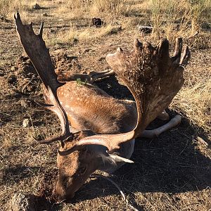 Fallow Deer