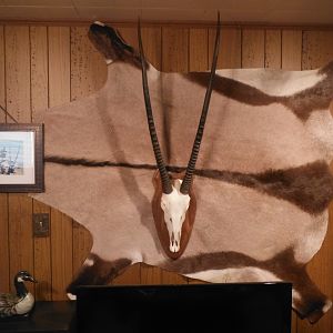 Gemsbok European Skull Mount & Skin Taxidermy