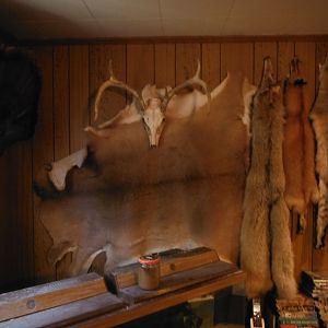 Deer European Skull Mount & Skin Taxidermy