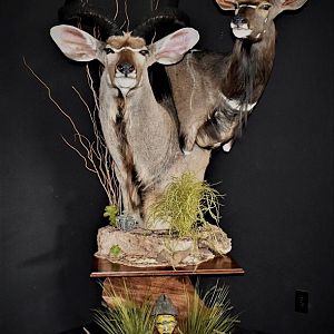 Kudu & Nyala Double Pedestal Mount Taxidermy