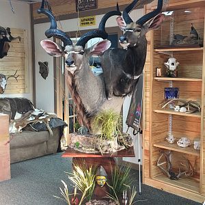 Kudu & Nyala Double Pedestal Mount Taxidermy