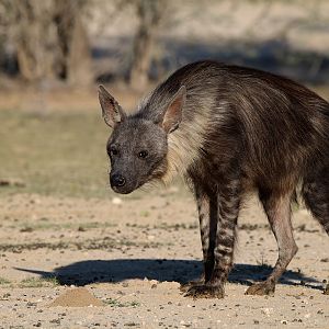 Brown Hyena South Africa