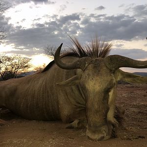 South Africa Hunting Golden Wildebeest