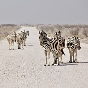 Burchell's Plain Zebra Namibia