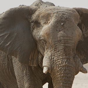Elephant Namibia