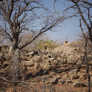 The Leopard blind