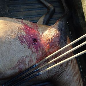 Entry wound from a 160 Accubond on a Hartebeest