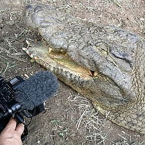 Hunt Crocodile in South Africa