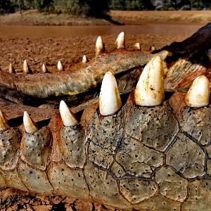 Crocodile Teeth