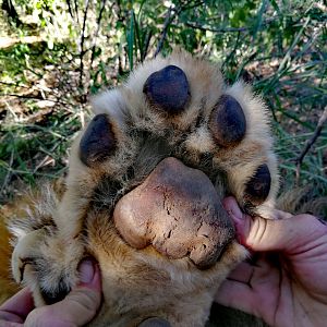 Lion Paw South Africa