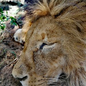 Lion Hunt South Africa