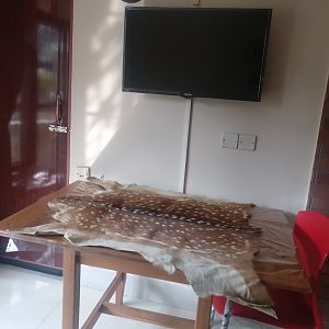 Chital Deer Skin