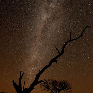 Starry Night in South Africa