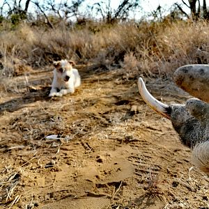 South Africa Hunting Warthog