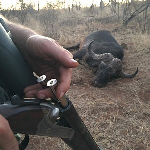 Buffalo Hunting South Africa