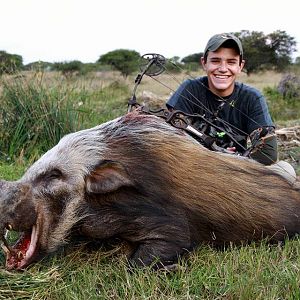 Bow Hunt Bushpig in South Africa