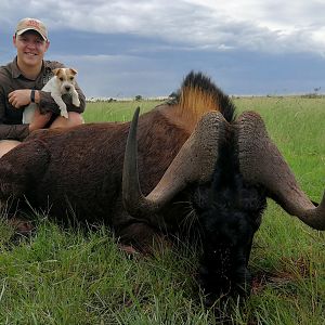 South Africa Hunting Black Wildebeest