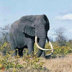 Giant Tusker