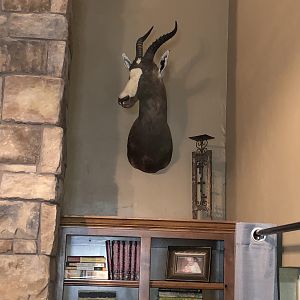 Blesbok Shoulder Mount Taxidermy