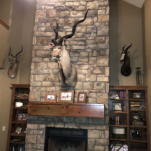 Kudu Shoulder Mount Taxidermy