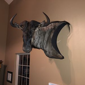 Blue Wildebeest Wall Mount Taxidermy