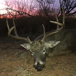 Hunting White-tailed Deer in Texas USA