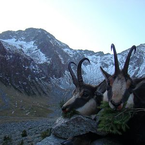Chamois Hunting in Romania