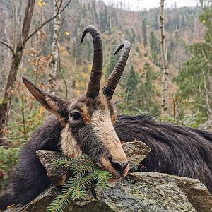 Chamois Hunting in Romania