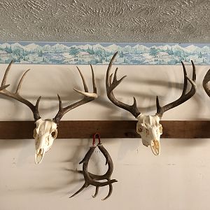 Deer European Mount Taxidermy