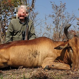 Lichtenstein Hartebeest Hunt Tanzania