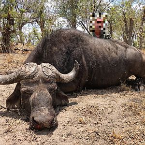 Non-exportable Hunt Cape Buffalo