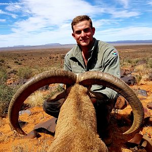 Barbary Sheep Hunt South Africa
