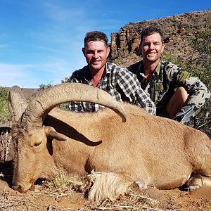 Hunt Barbary Sheep in South Africa