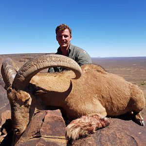 Barbary Sheep Hunting South Africa