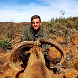 Hunting Barbary Sheep in South Africa