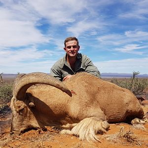 Barbary Sheep Hunt South Africa