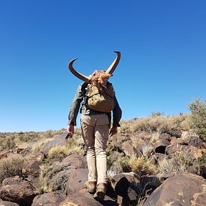 South Africa Hunting Barbary Sheep