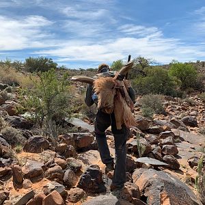 Barbary Sheep Hunting South Africa