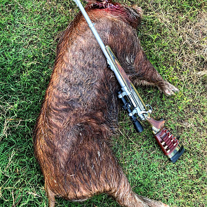 Australia Hunting Feral Pig