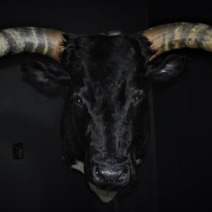 Longhorn Shoulder Mount Taxidermy