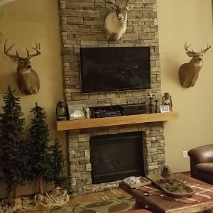 White-tailed Deer & Caribou Shoulder Mount Taxidermy
