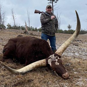 USA Hunt Ankole-Watusi Cattle