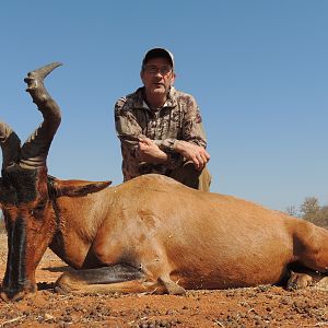 Red Hartebeest, South Africa