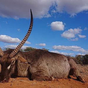 Waterbuck, South Africa