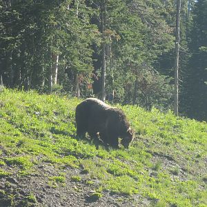 Grizzly Bear Alaska USA