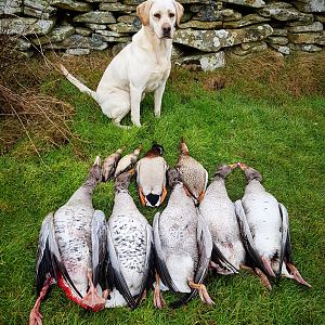 Shetland Hunting Duck & Geese